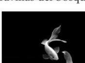 historia maravillas bosque Kenzaburo Oé,Descargar gratis