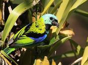 Saíras arcoiris nido