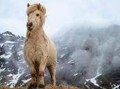 caballo islandés (Íslenski Hesturinn)