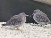 Correlimos oscuros Luanco