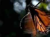Invitan ejidatarios mexiquenses visitar santuarios mariposa monarca