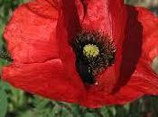 Ocho súper alimentos marcarán tendencia 2018