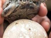 primera años, nacen tortugas bebés Galápagos