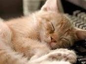 ¿Qué significado tiene soñar felinos?