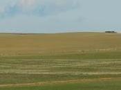 Enero Villafáfila: avutardas, gansos poca agua