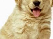 Beneficios psicológicos tener mascota