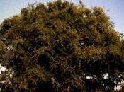 Recomendación hoy: aceite argán.