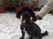 adoptaron devuelto. (jaén)