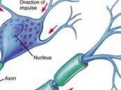 Neuronas artificiales para destruir Alzheimer