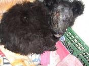 Salvajismo estado puro contra esta pobre cachorrita, destrozado cabeza (Sevilla)