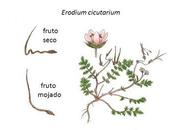 Semilla reptante
