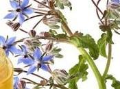 Aceite borraja