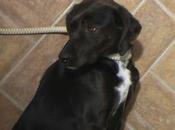 JANIS, PRECIOSA PERRITA UTILIZADA DUEÑOS SOLO PARA PARIR. SUFRIDO MUCHÍSIMO... (Sevilla)