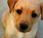 Manual instrucciones para cachorro parte)