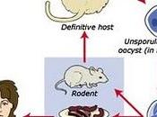 gatos toxoplasmosis