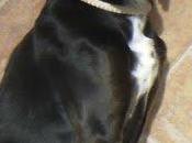 Janis, mano solo quiere cariño