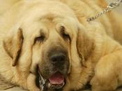 Juancarlistas liberales renegados libertad