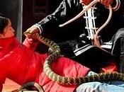 Serpentígera