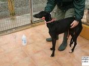 galgos punto sacrificados perrera málaga. galga murio