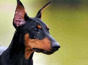 Dóberman Pinscher