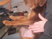 Razones para tener perro adopta