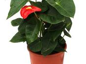 Plantas purifican aire