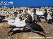 historia Nigel novia cemento