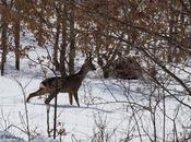 Gatos monteses nieve