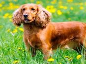 Cocker Spaniel