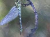 Otra Aeshna cyanea (another southern hawker dragonfly)