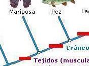 ¿Que cladograma?