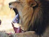 manada leones comió cazador furtivo Sudáfrica