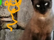 cumpleaños Caramelo.