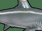 Cartílago tiburón: propiedades usos