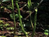 (Lilaeopsis carolinensis)