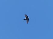 Aviones roqueros Granda
