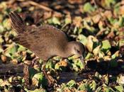 Juveniles gallineta alimentándose