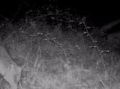 historia zorros gallinas