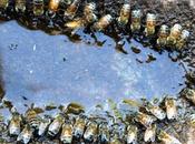 Quebec impone nuevas restricciones pesticidas para proteger abejas melíferas