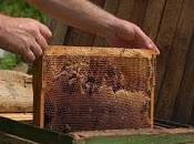 Mieles Amargas: efectos 'Ingrediente Monsanto' están matando abejas.