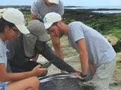 Galápagos estudia impacto turismo anidación tortugas marinas