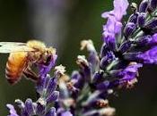 cambio climático deforestación, colapsan abejas Yucatán