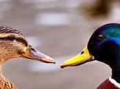 ¿Qué significa soñar patos?
