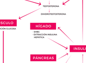 Cómo afecta estrés regla
