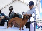 Aplicará edoméx millones vacunas durante semana nacional antirrábica canina felina