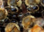 Científico colombiano alerta crisis alimentaria desaparición abejas