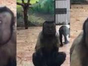 China: mono cara ‘humana’ aspecto depresivo atracción Zoológico