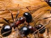 Curiosidades sobre hormigas