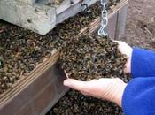 Murieron millones abejas agroquímicos