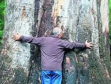 Riego Árboles Parte